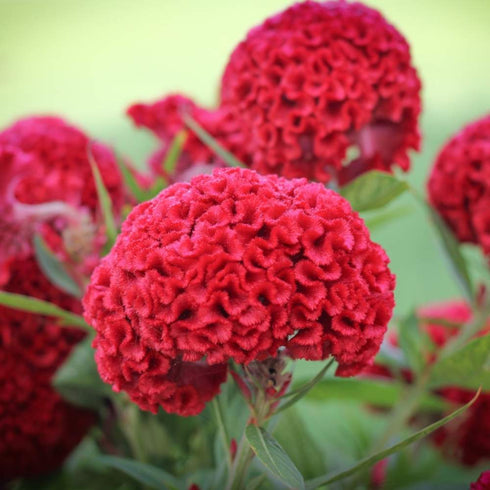Cockscomb Flower Seed